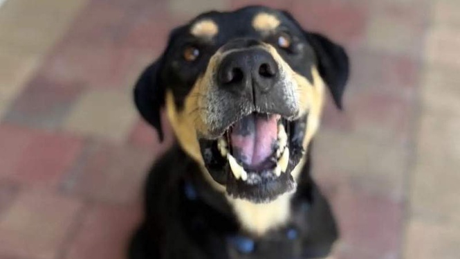 Image from: Dog gets dressed up to meet his family: hours later, he’s left utterly heartbroken