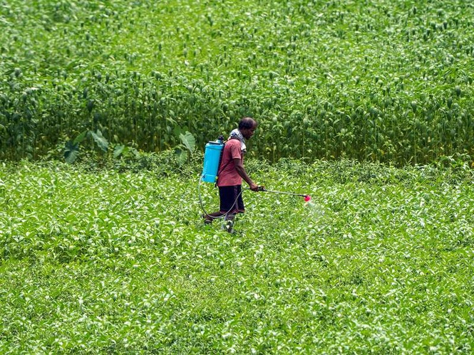 Image from: PM Modi's vision provides shield of economic security to farmers in Gujarat with record MSP procurement