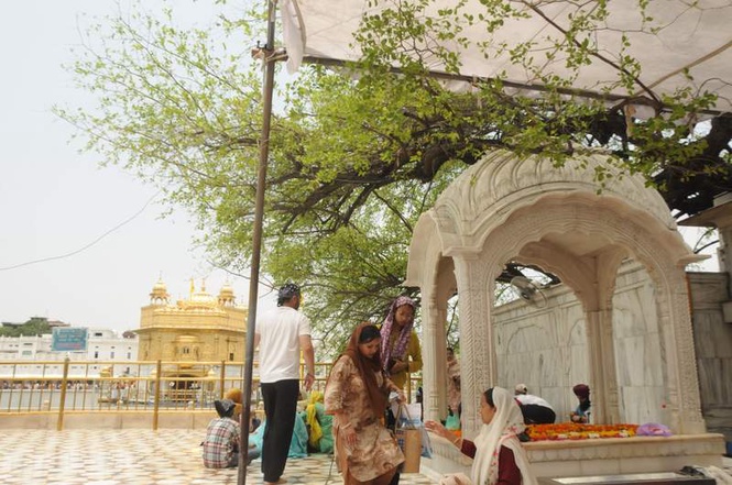 Image from: Gusty winds damage centuries-old Beri tree at Golden Temple complex