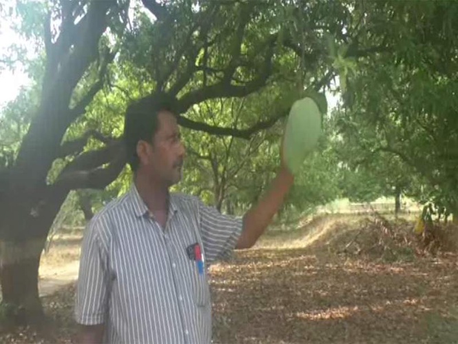 Image from: Meet the Noorjahan mango: Up to 5 kg in weight, Rs 3,000 in price per piece