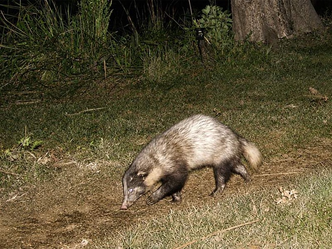 Image from: Kaziranga National Park records healthy population of vulnerable Greater Hog Badger in first scientific assessment