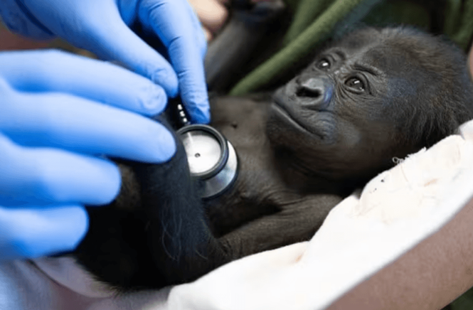 Image from: Zoo delivered adorable baby gorilla by c-section: ‘Humbling and profound!'