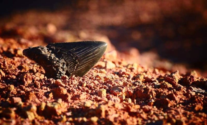 Image from: A Deep-Sea Robot Found a Megalodon Tooth 10,000 Feet Below the Pacific in a Place No One Had Ever Explored