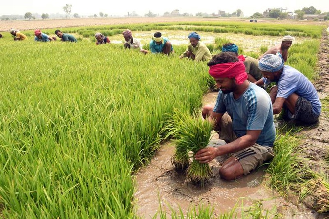 Image from: Paddy season begins