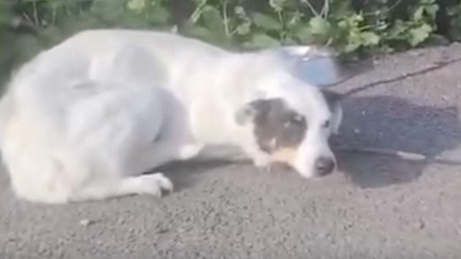Image from: Man dumps dog at shelter in the dead of night: his actions turn into a disaster