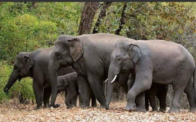 Image from: Adding Himachal areas to Shivalik corridor will help cut human-elephant conflicts