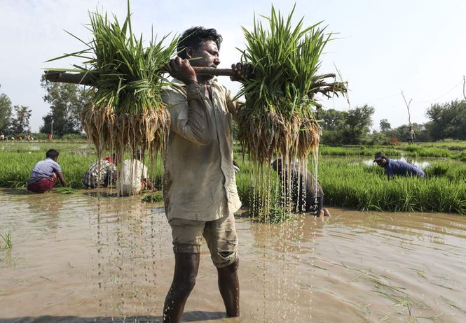 Image from: Basmati paddy sowing season begins in Jammu border, crop covers 63,000 ha