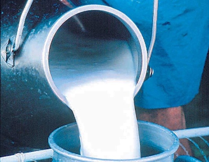 Image from: Himachal: Milkfed defends 20-litre milk procurement cap