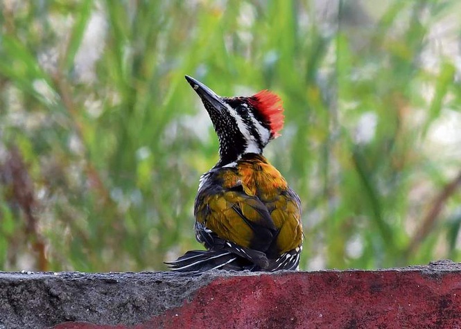 Image from: Delhi Zoo begins Sunday bird walk initiative