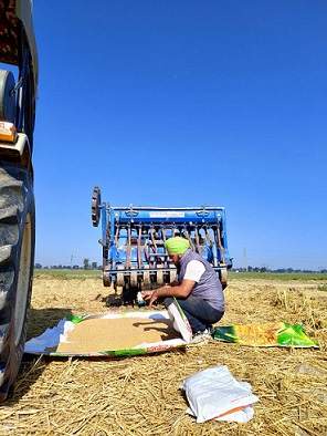 Image from: High yield, heat shield: How zinc wheat is changing the game for farmers combatting climate change