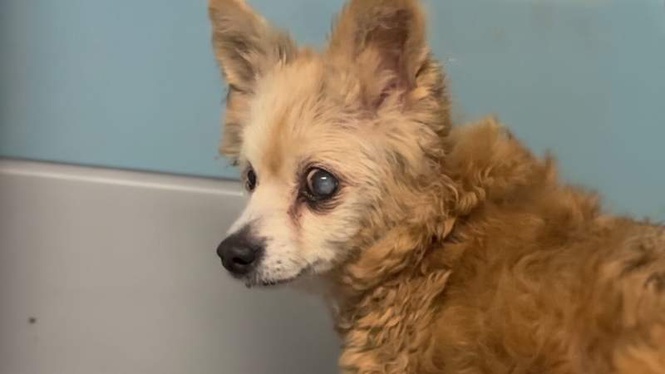 Image from: Dog, 22, returned to shelter after 15 years with family for being 'too old'