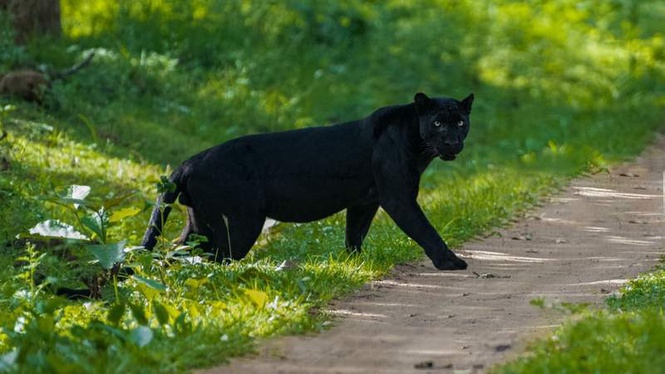 Image from: Black panther seen for first time at Assam’s Dulung Reserve Forest