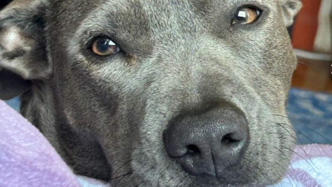 Image from: Owner's $400 vet bill for her sick dog reveals a very surprising truth