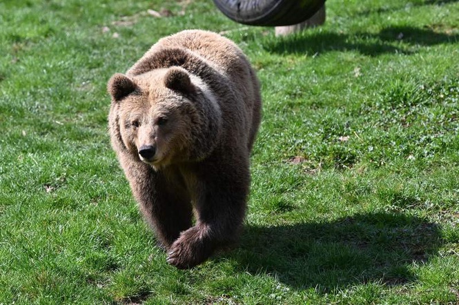 Image from: Three bears killed illegally in Greece