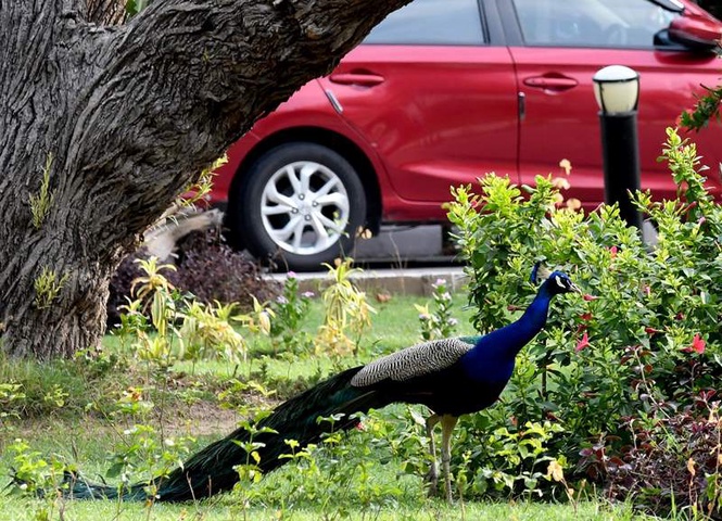 Image from: National Zoological Park launches “Sunday Bird Walk” for birdwatchers