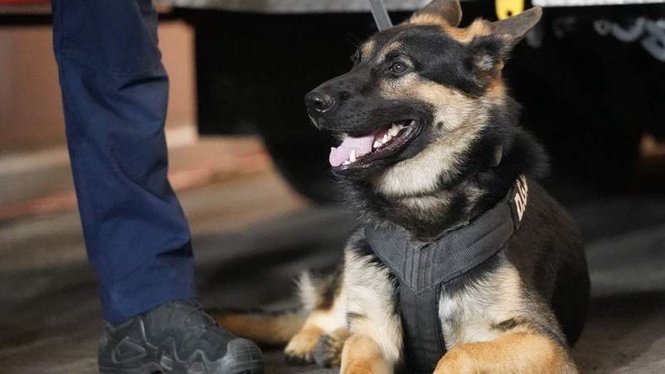 Image from: Police dog's incredible nose saves 95-year-old man from hypothermia