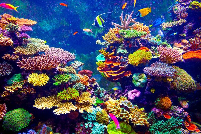 Image from: Scientists identify 64,000 sq miles of coral reef capable of surviving climate crisis