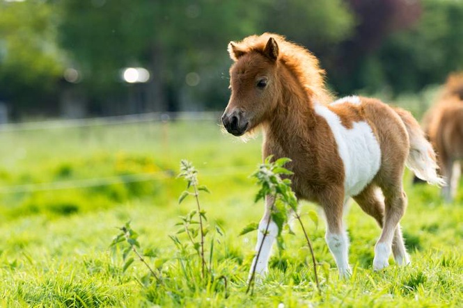 Image from: Month-old pony moves to 4th-floor apartment in Croatia, neighbours don’t mind