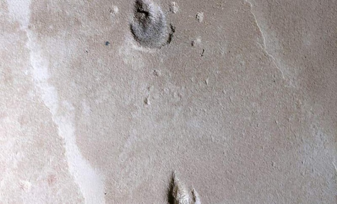 Image from: Hidden in Brazil’s Ancient Sands, 135-Million-Year-Old Footprints Reveal a New Dinosaur Species With No Known Skeleton