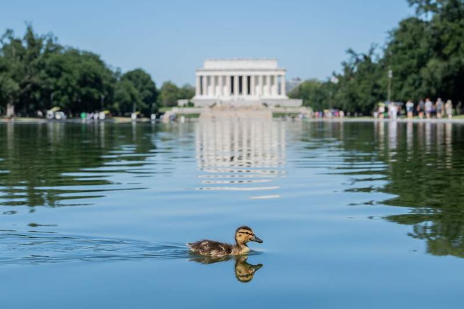 Image from: Pond made blue after Trump's $14.2m effort is green again due to algae
