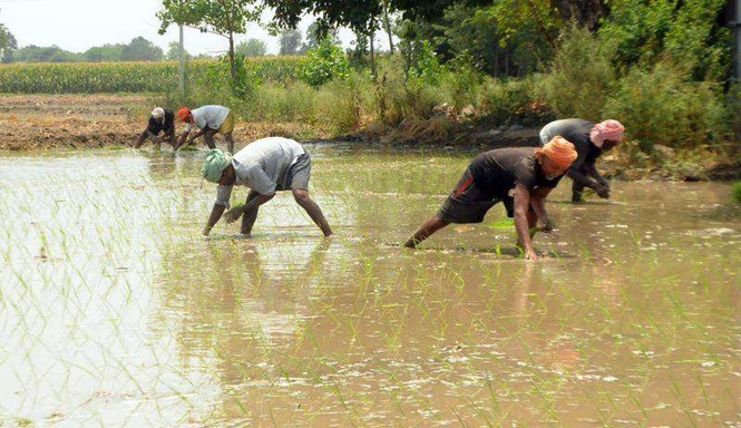 Image from: Late schedule change slows paddy sowing across Amritsar