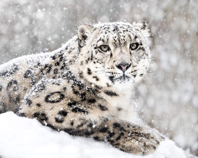 Image from: L-G approves first-ever snow leopard conservation society in Ladakh