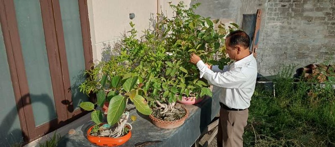 Image from: Bonsai Boss Childhood dream grows into 100-plant collection