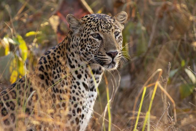 Image from: Jalandhar: Leopard spotted in Haled village