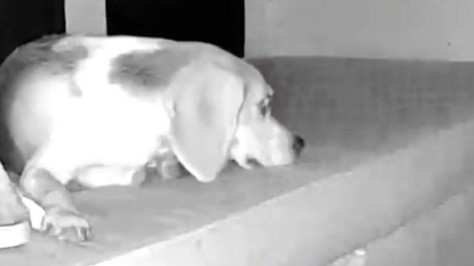 Image from: Dog caught getting up to mischief, but viewers got it completely wrong