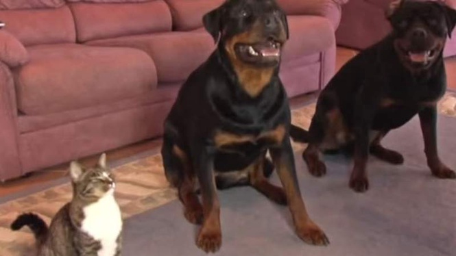 Image from: Man tells his two huge Rottweilers to lie down: the cat's next move shocks everyone