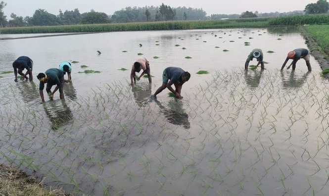 Image from: Paddy transplantation gains pace across Haryana, farmers eye good yields