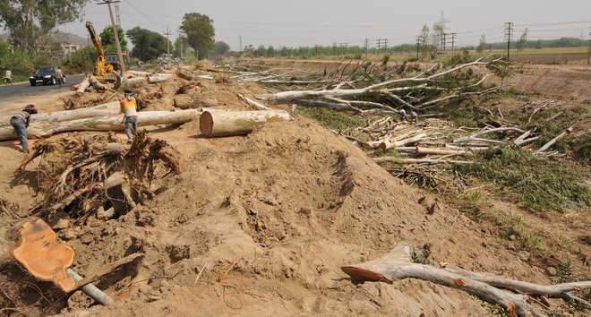 Image from: Punjab environmental governance under scrutiny amid rising cases of illegal tree felling