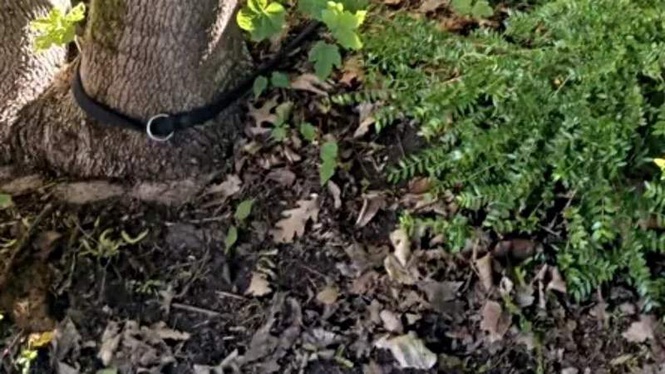 Image from: Rescuers find abandoned dog is chipped, but the situation turns into a nightmare