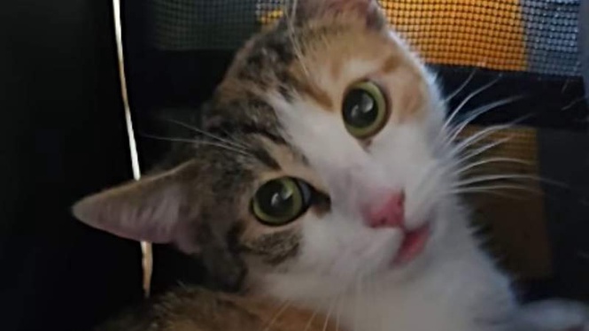 Image from: "Get in, you filthy animal!": Rescuers reveal a little cat's unbelievable ordeal