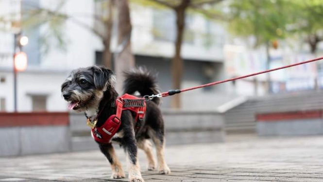Image from: Burnt paw pads: the vital 5-second test to do before walking your dog