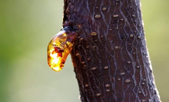 Image from: Researchers Uncovered 21 Ancient Creatures Trapped in an Amber Deposit and Remarkably Preserved for 112 Million Years