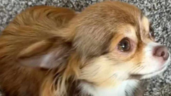 Image from: Family adopts a dog who grew up with a cat, and his bizarre habits leave them baffled