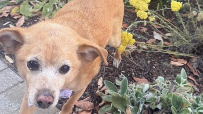 Image from: “The love of my life”: Ariana Grande melt hearts on her dog’s birthday