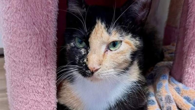 Image from: Stray cat has a wonderful surprise for her foster family