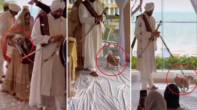 Image from: Bride walks dog around Guru Granth Sahib during Anand Karaj, viral video sparks debate over Sikh religious decorum