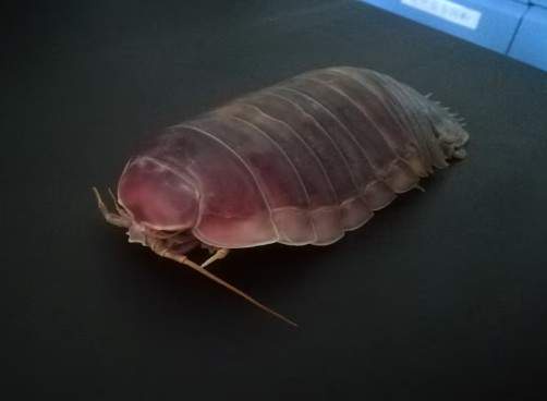 Image from: Deep-sea denizens go 5 years without food with clever biological fix