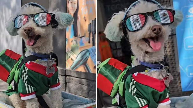 Image from: Rescue dog Osito steals hearts at the World Cup, one bike ride at a time