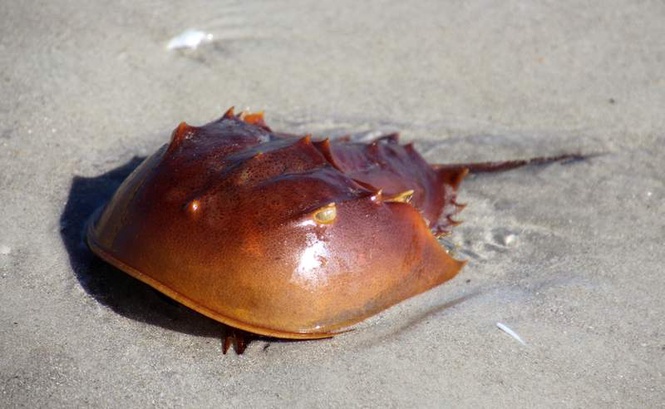 Image from: Horseshoe crabs may become extinct in Odisha soon, warns former CSIR scientist