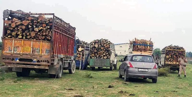 Image from: Timber smuggling bid foiled in Nurpur; 7 vehicles seized