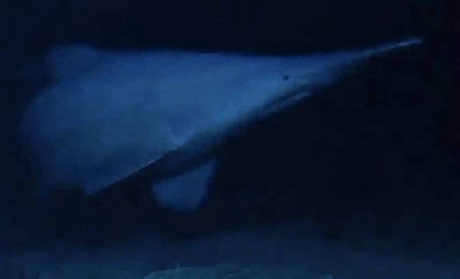 Image from: This Prehistoric Shark Survived 125 Million Years, Yet No One Had Filmed It Alive Until Now