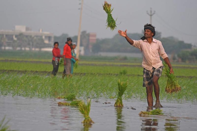 Image from: In pictures: Bihar migrants brave heat and humidity to keep Punjab’s paddy season on track