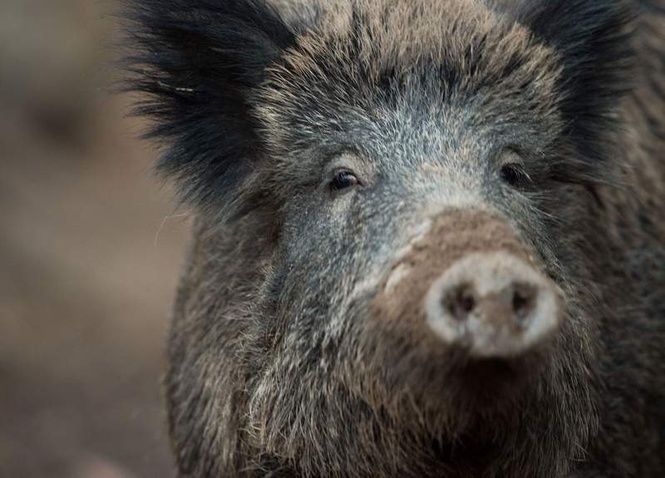 Image from: Toddler injured as wild boar rams into pram in Poland