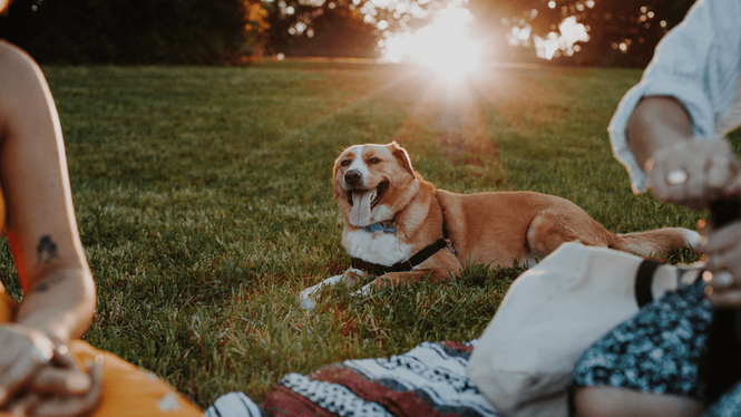 Image from: Five popular picnic snacks adding hundreds of calories to your dog's diet