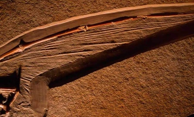 Image from: Scientists Discover A 113-million-year-old Pterosaur Wing Preserved In Extraordinary Detail