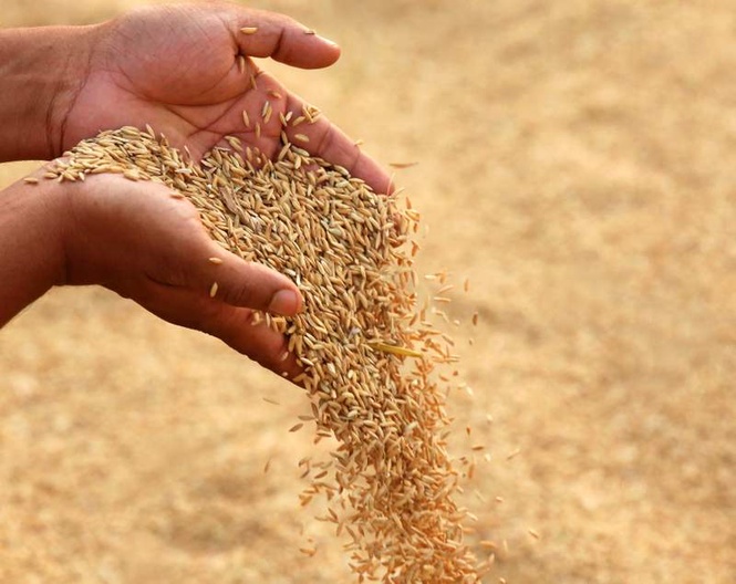 Image from: Karnal: 6 teams to verify paddy stock at mills